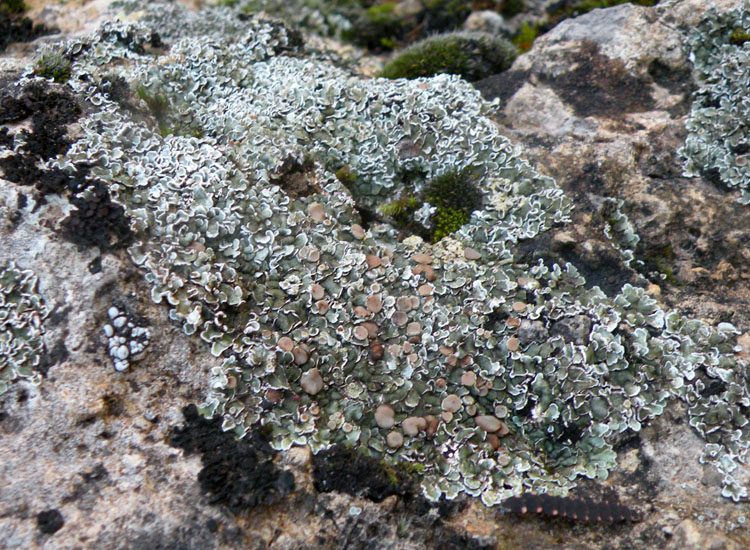 Lichene su roccia gessosa